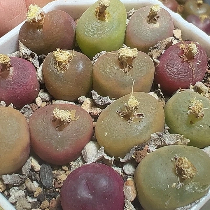 844号特价毛汗尼一盆