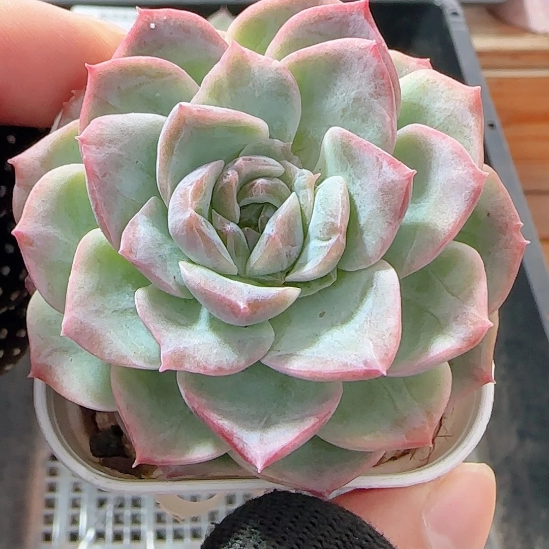 多肉1008--63福利