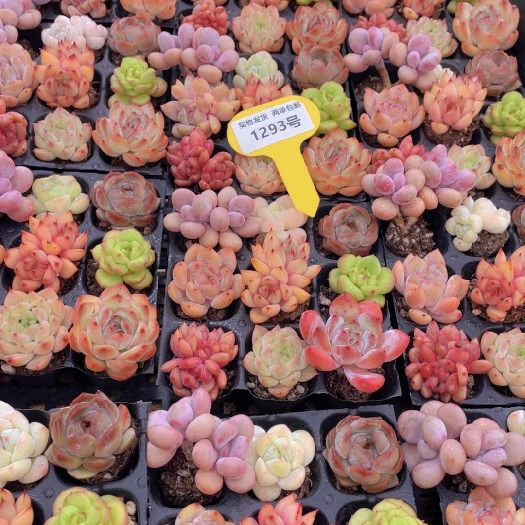 1293号 七彩小可爱组合9个