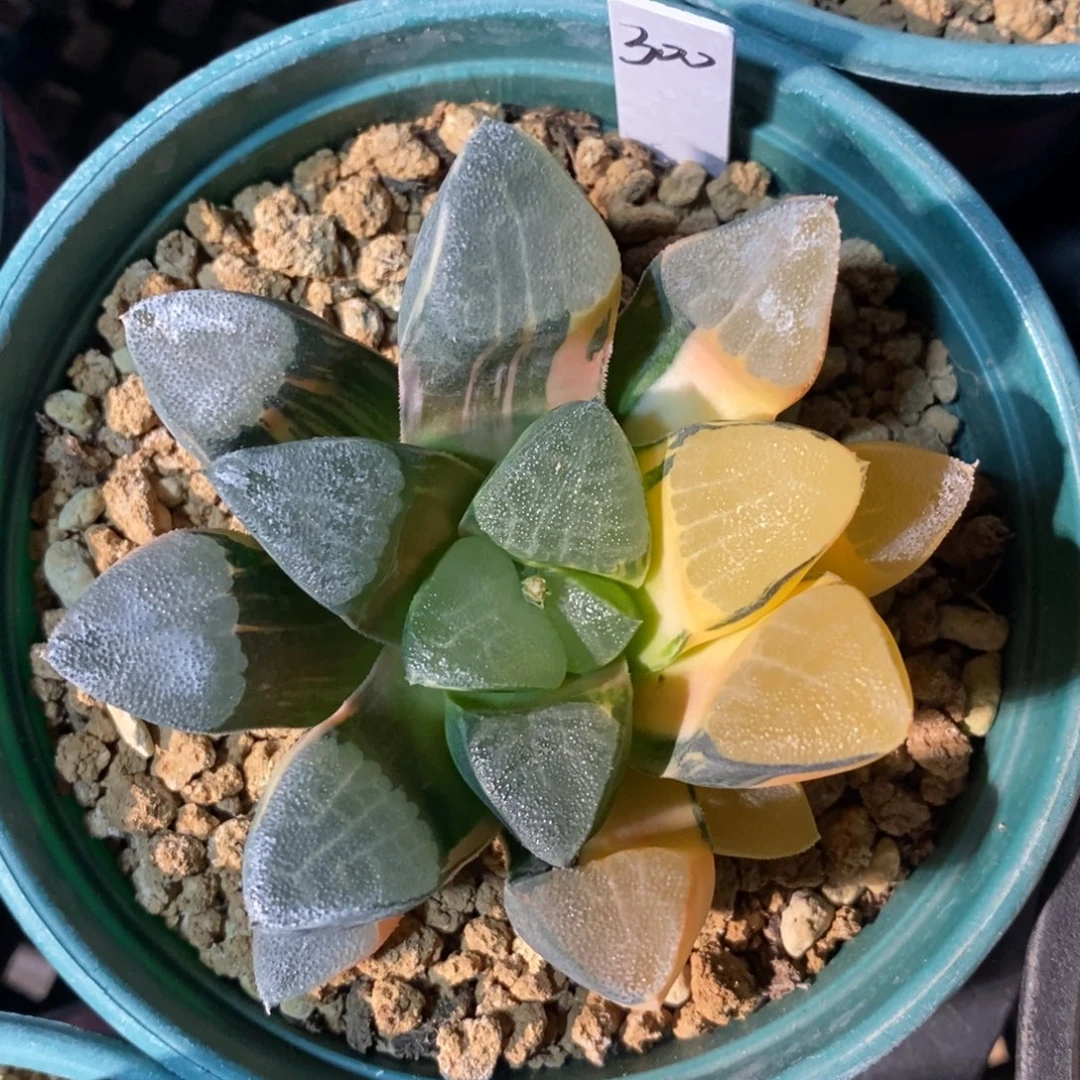 一颗实生大克锦。