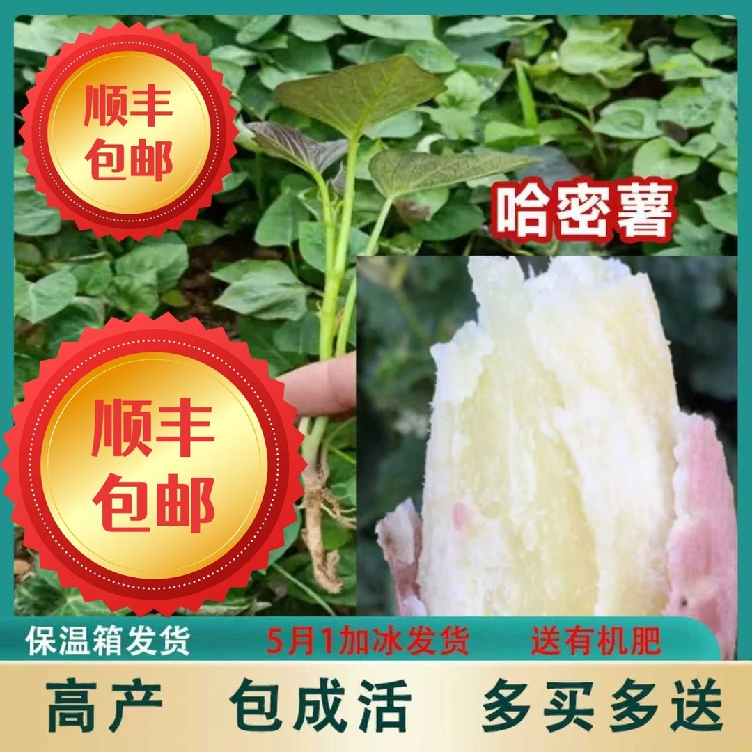 【冰糖心哈密薯苗】红薯苗地瓜秧苗高淀粉芽子烟薯秧种