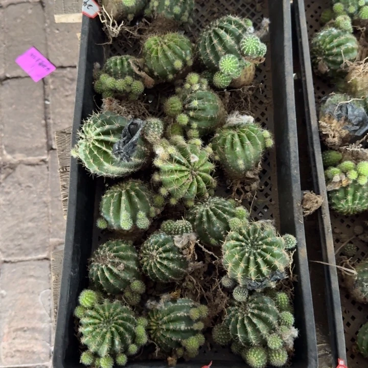 361彩草5公分左右掉侧牙无售后斑一个，20包邮