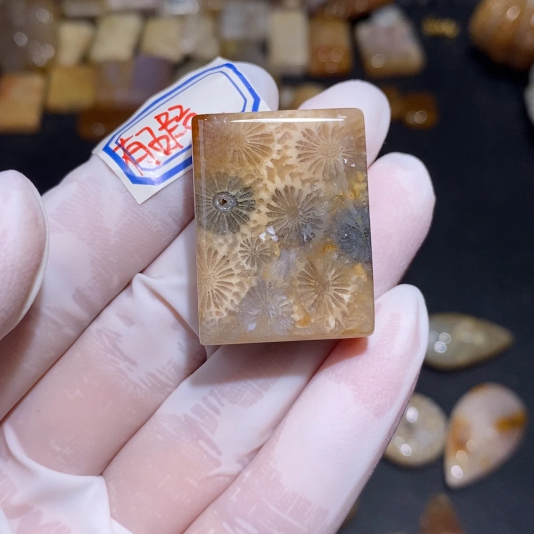 【闪购商品】硅化玉珊瑚玉未镶嵌