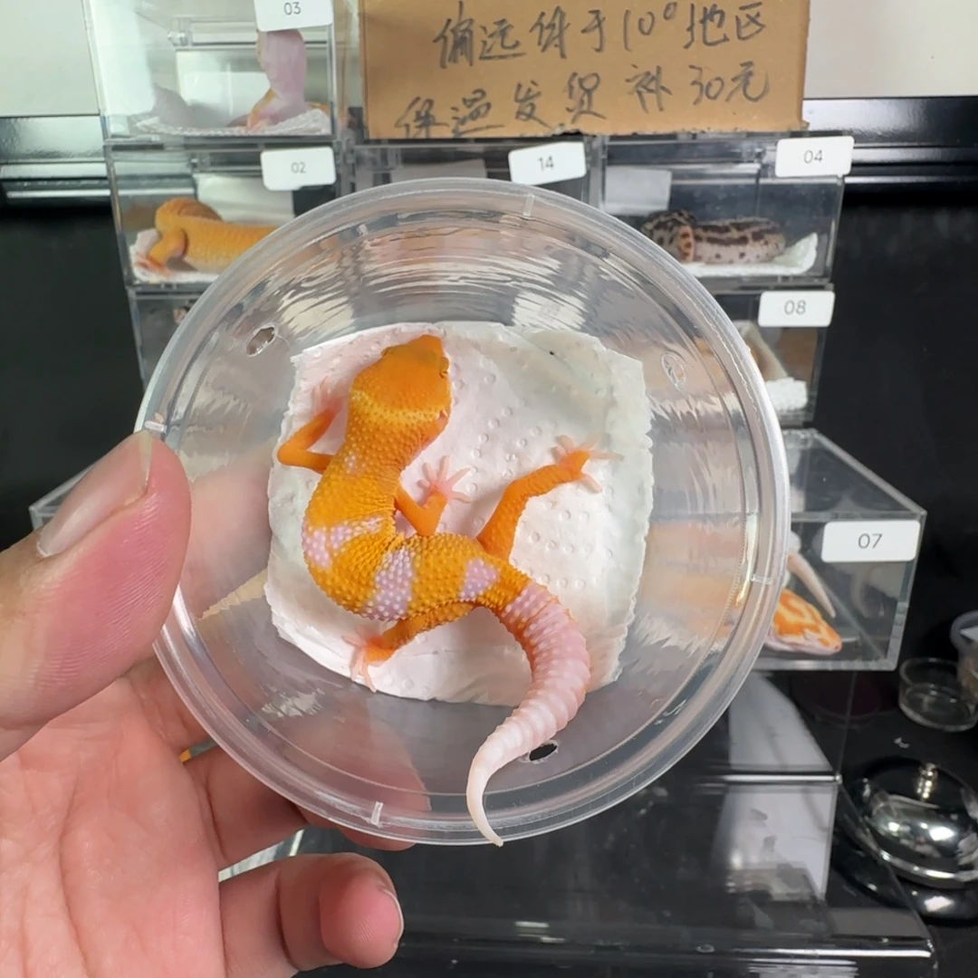 豹纹守宫阳光弟弟