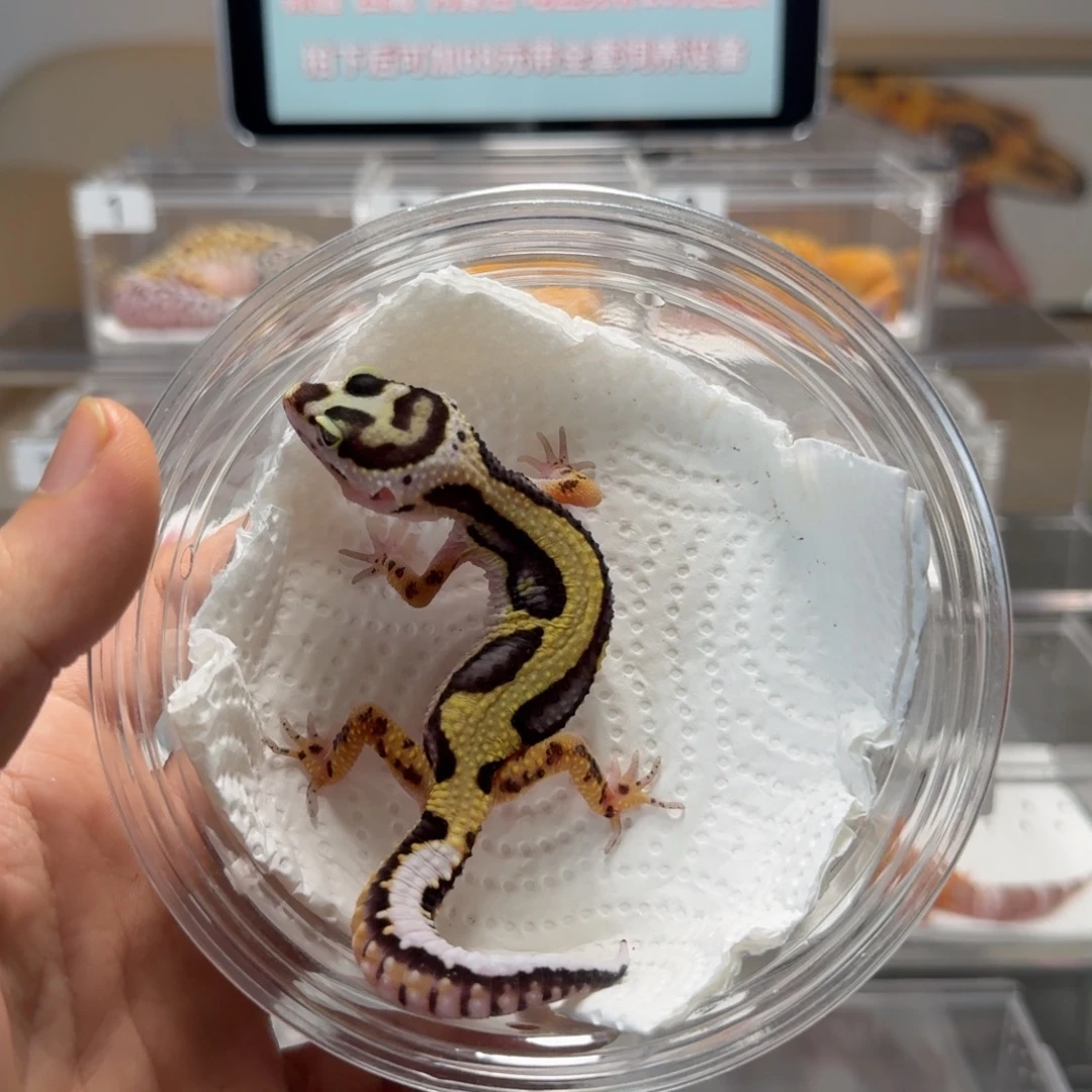 豹纹守宫土匪母温