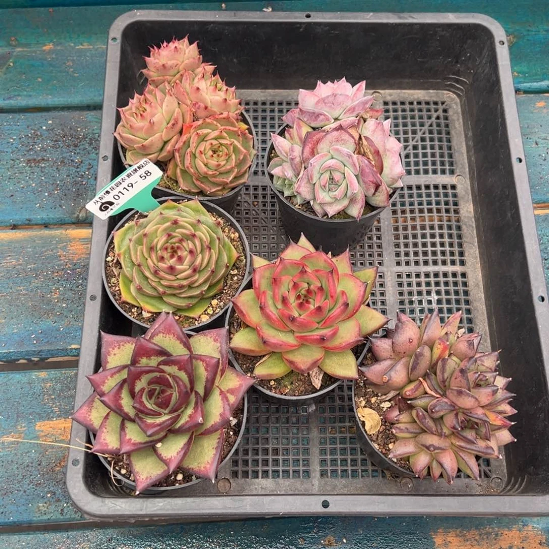 从前慢多肉精选编号0119.58