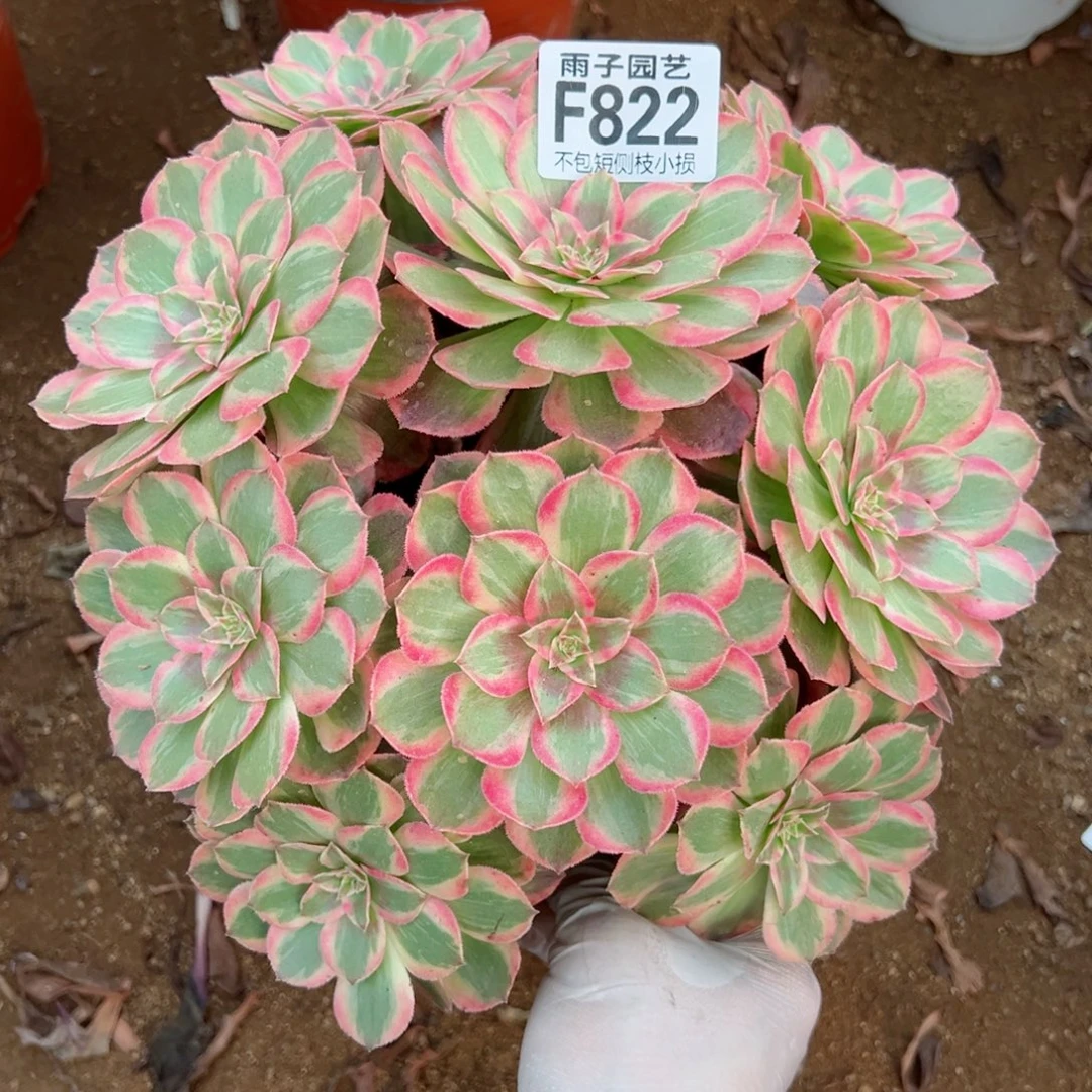 822云荷尺寸20左右