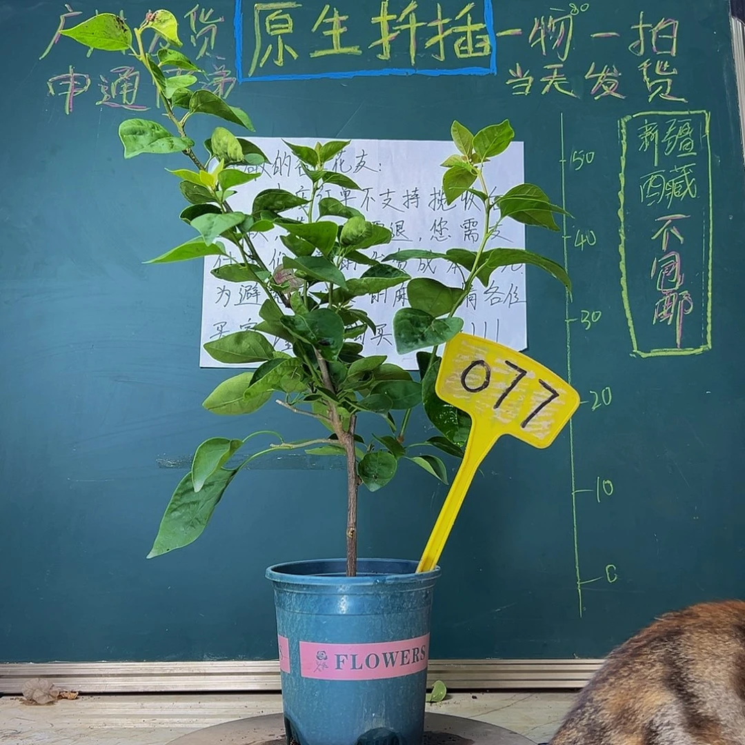 当前无花栽培后可以开花 福利 甜西瓜  077