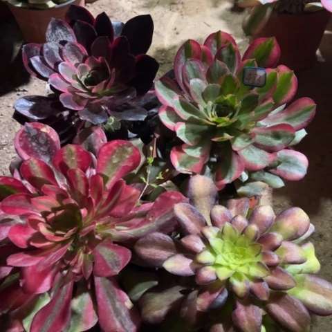 483多肉植物组合