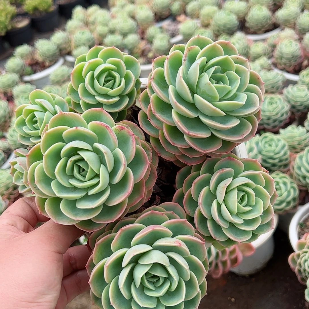 哈密瓜五头起大盆