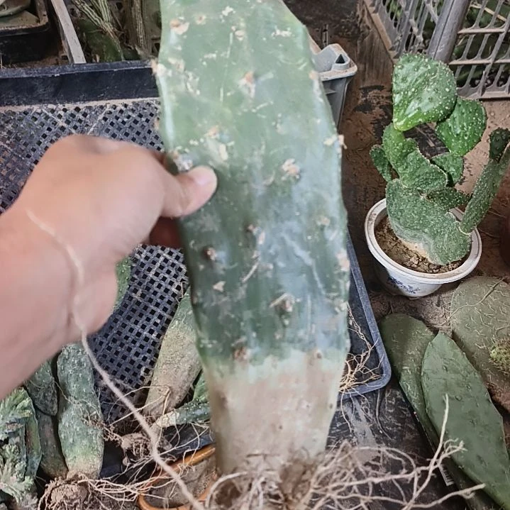 布***丁黄大比一颗脱土发货