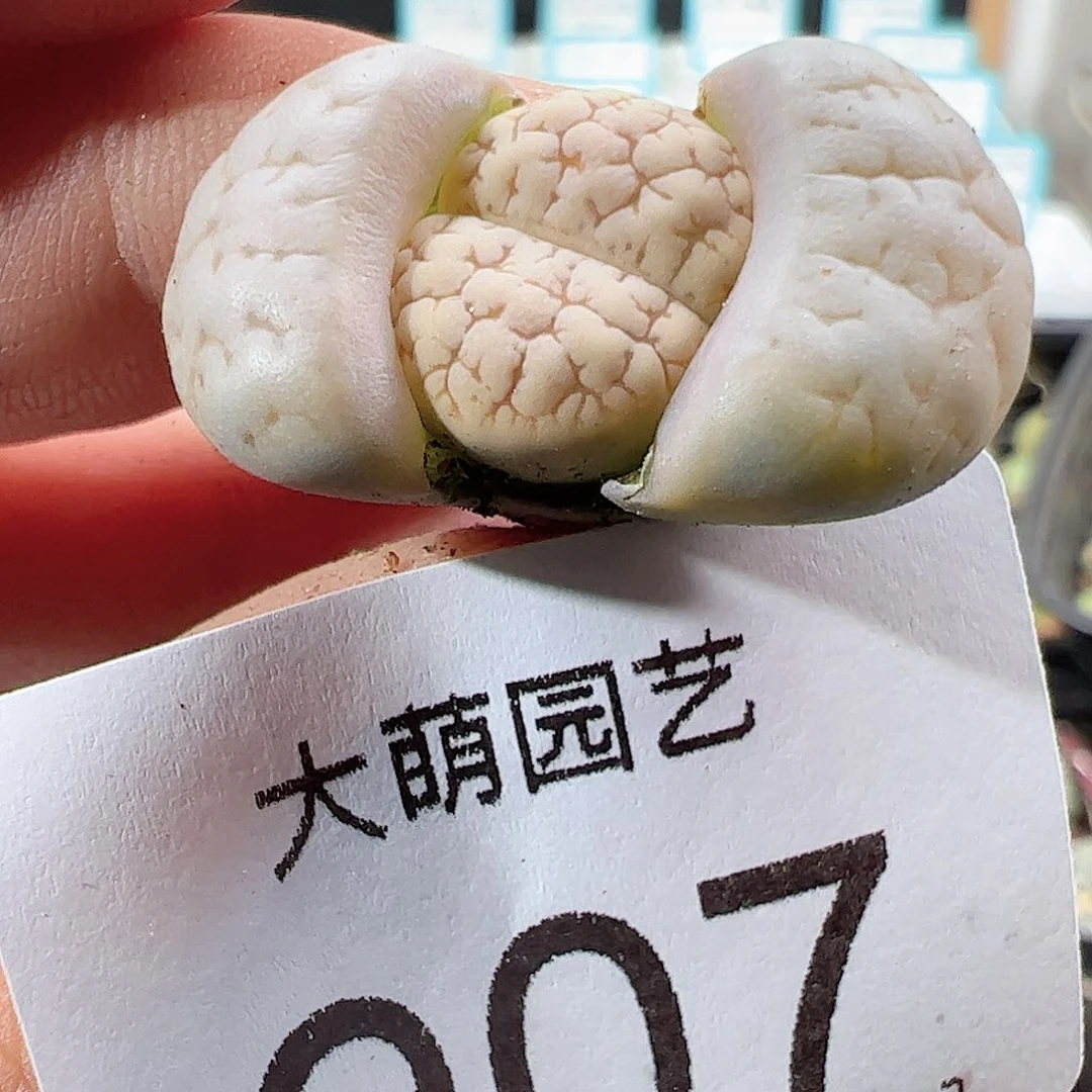 0000907 优选374荒玉一物一拍……