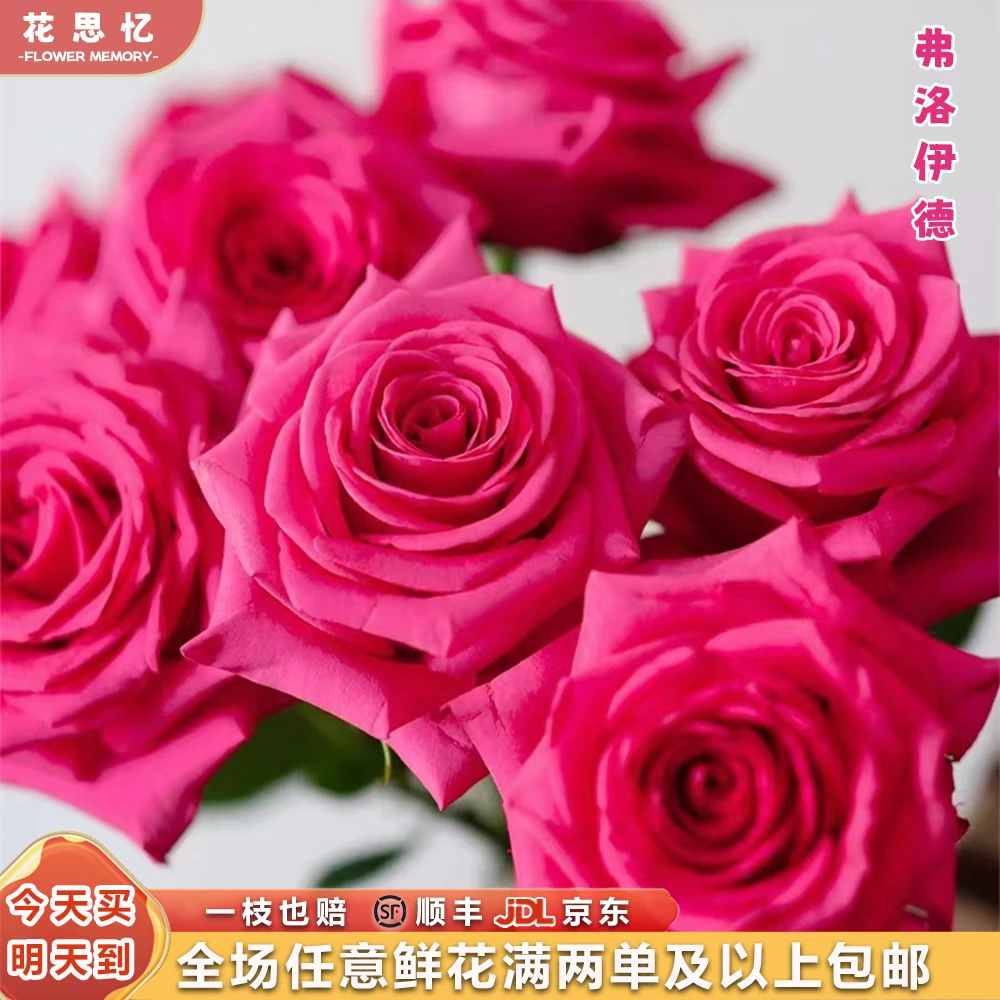 特价『弗洛伊德』单头玫瑰 全场任意满两单鲜花顺丰京东包邮 三单鲜花送玻璃花瓶鲜花直播批发次日达包邮