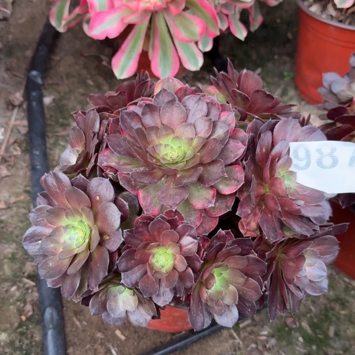 万七彩多肉987号多肉法师