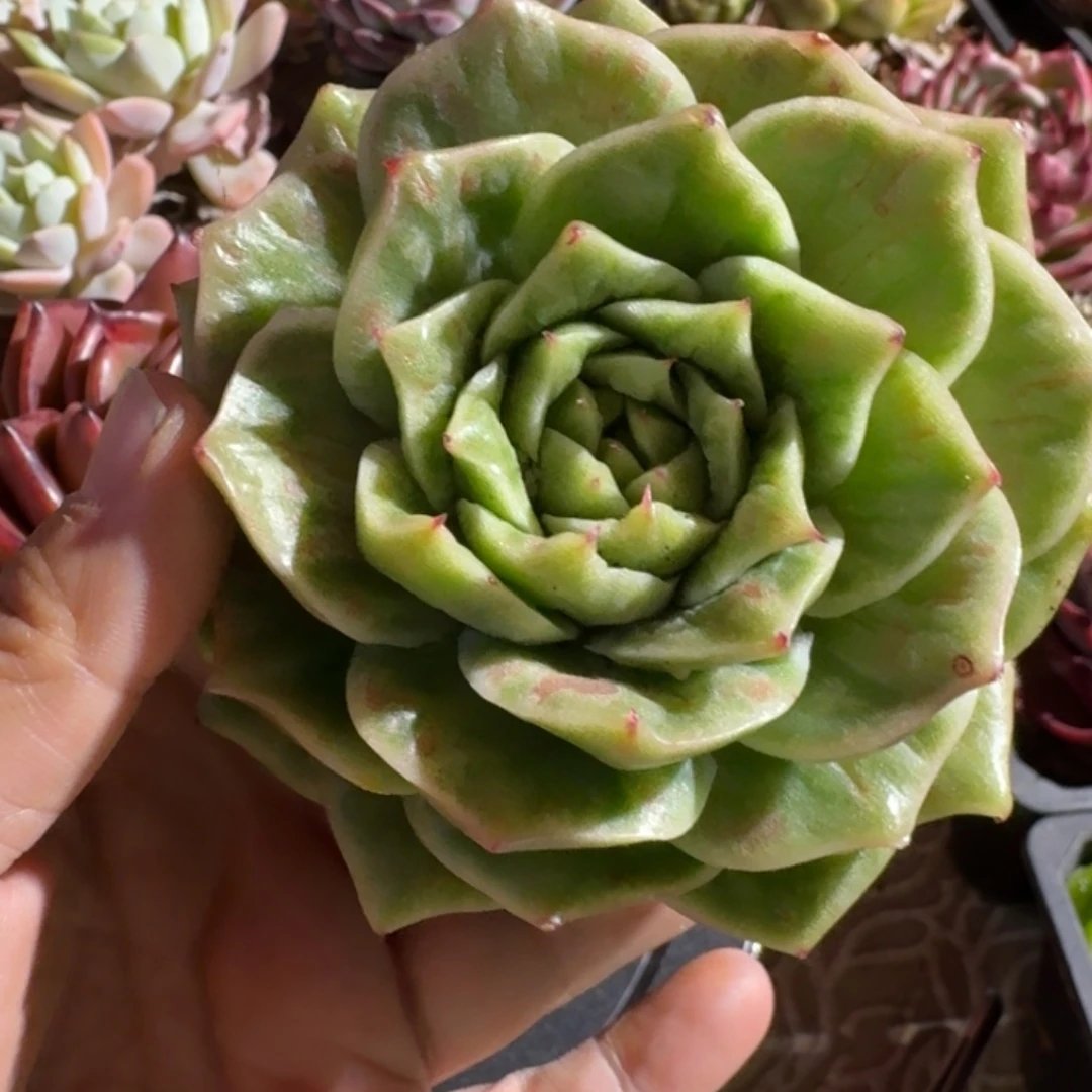 雪鸟多肉（38包邮偏远地区128包邮