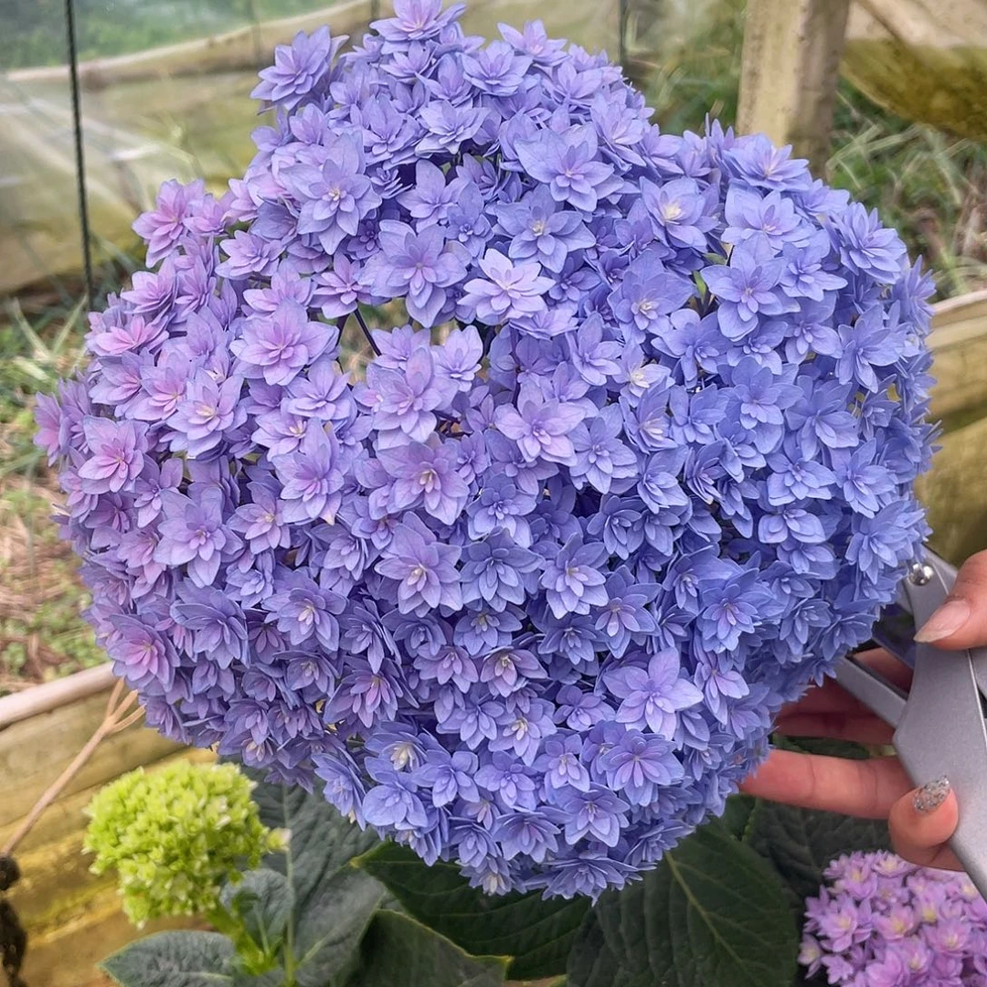 完全开放绣球切花一物一拍3枝起包邮，18