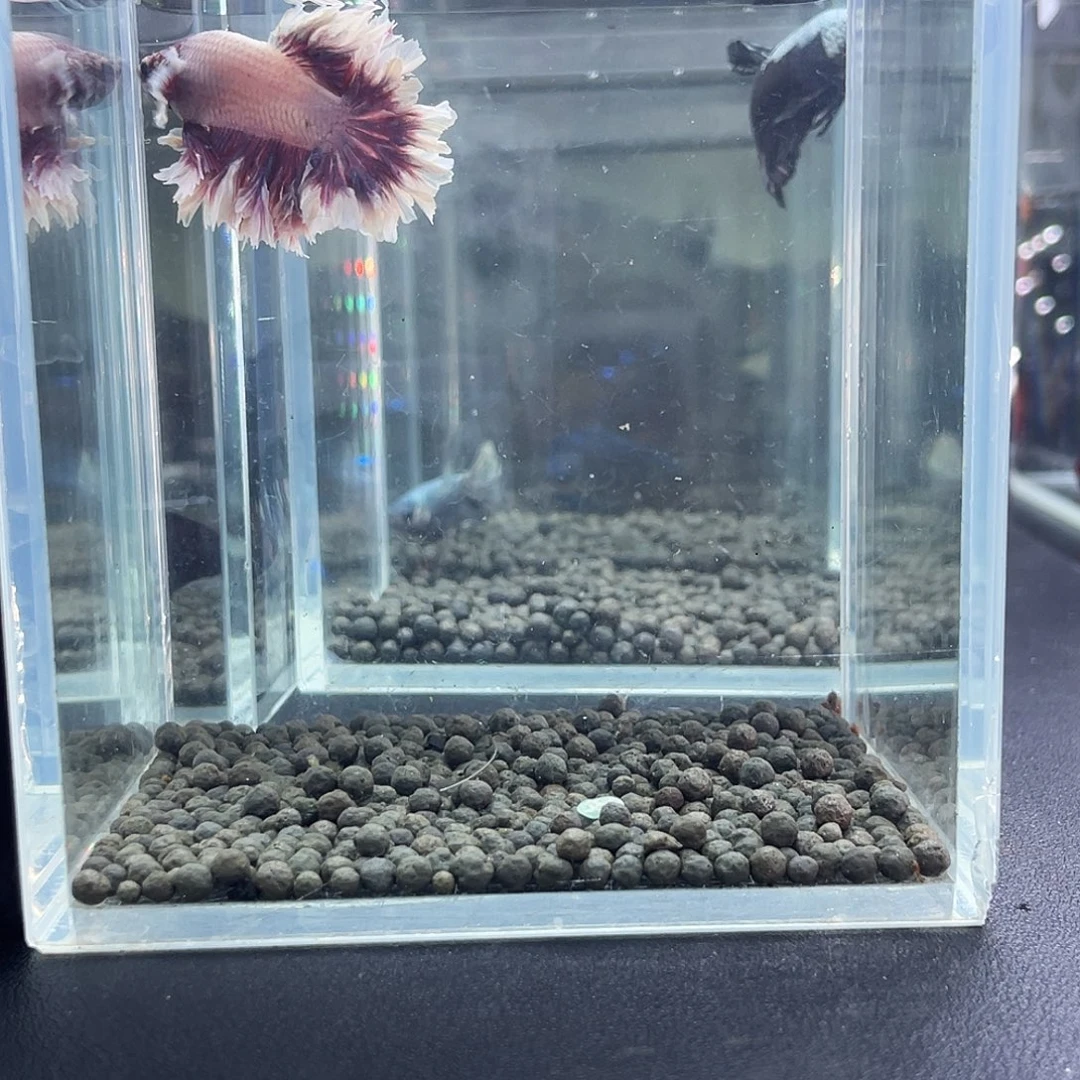 斗鱼19号916早紫蝶hmpk