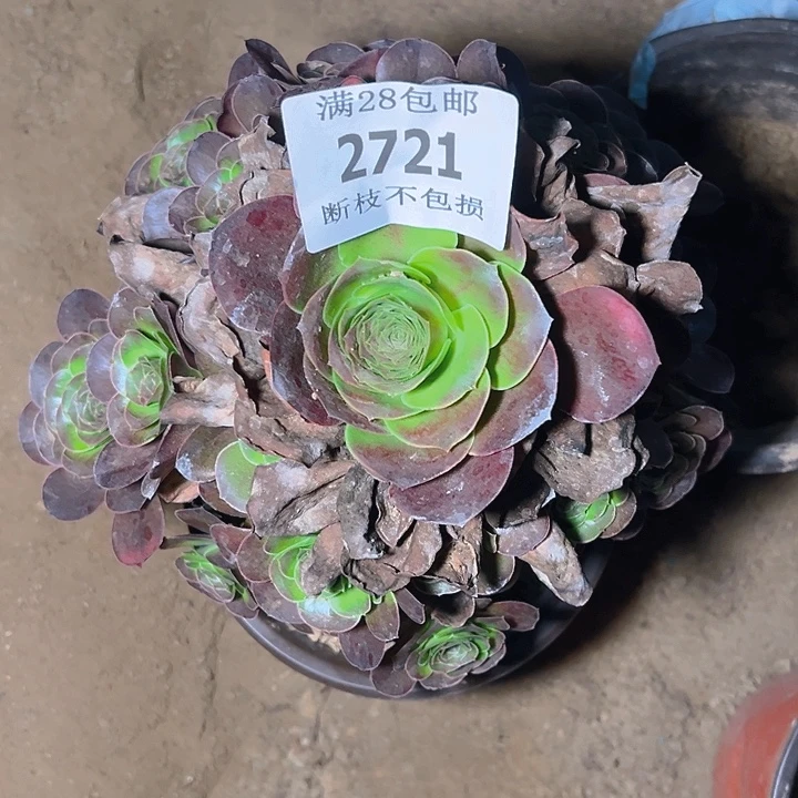 正***念2721魅金玫瑰多肉植物