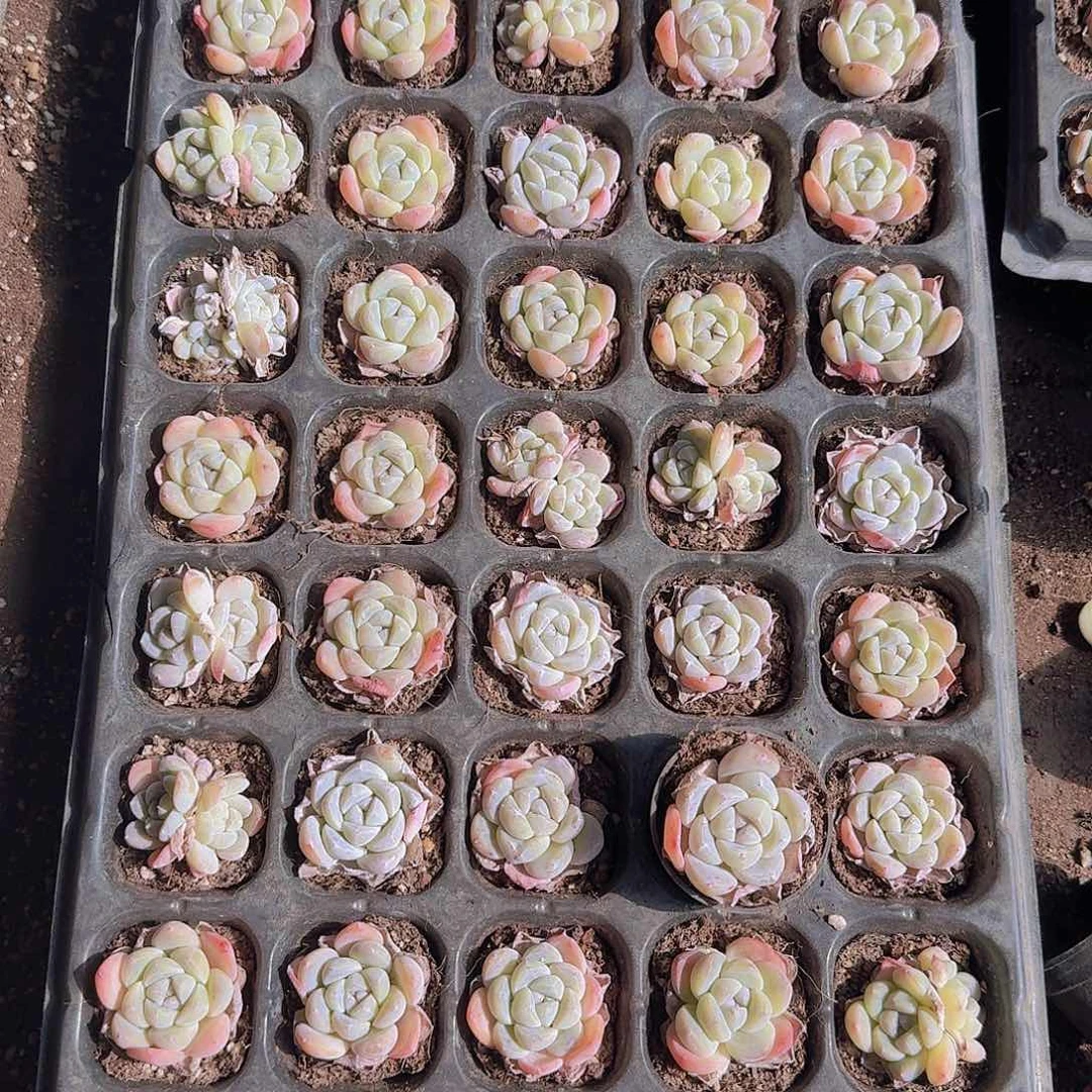 胭脂冰玉50颗带拖地