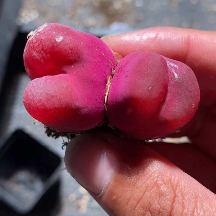 420一颗一颗一颗