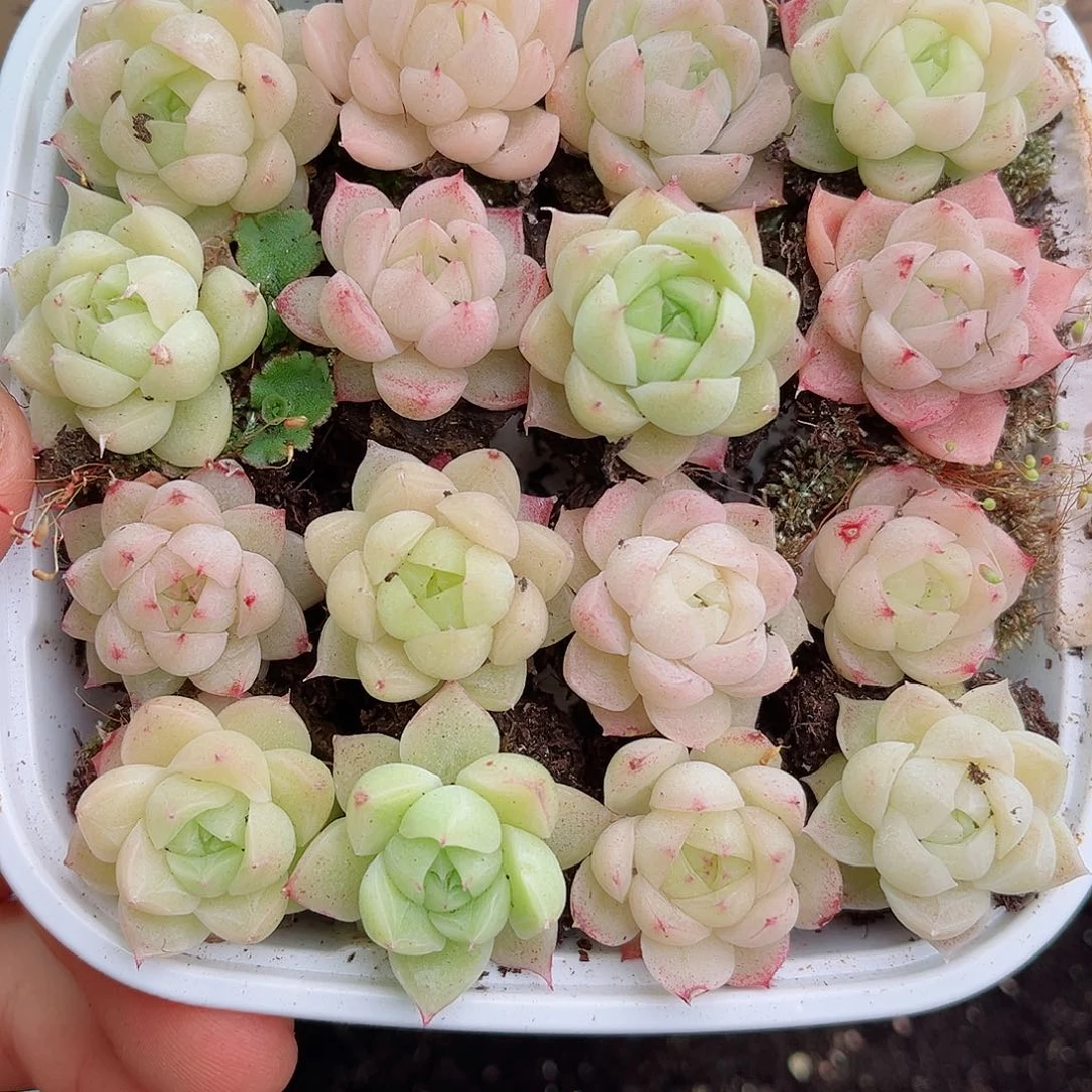 1-652 新疆西藏内蒙不发12.8包邮2-3公分