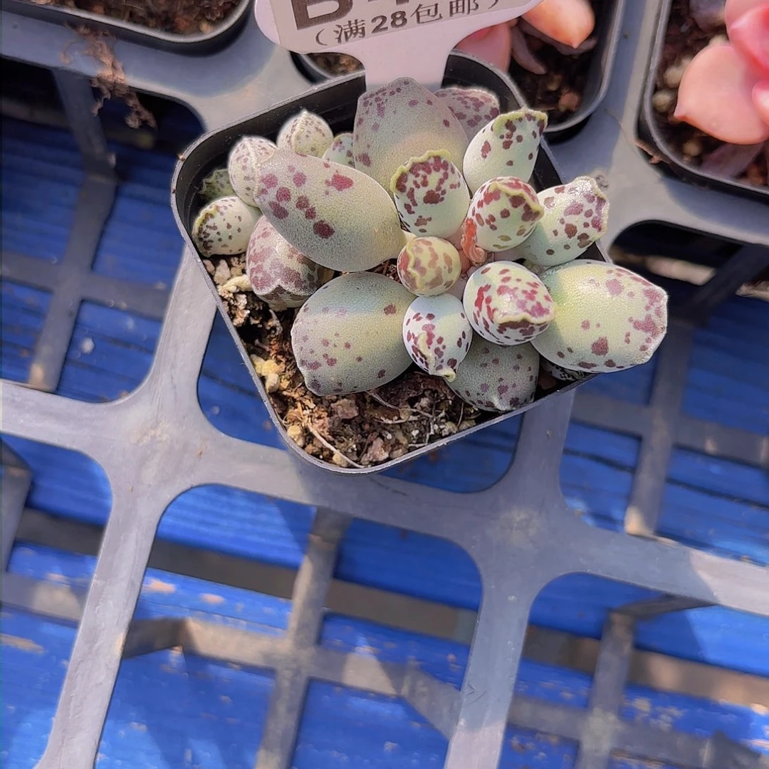 B445海豹一物一拍