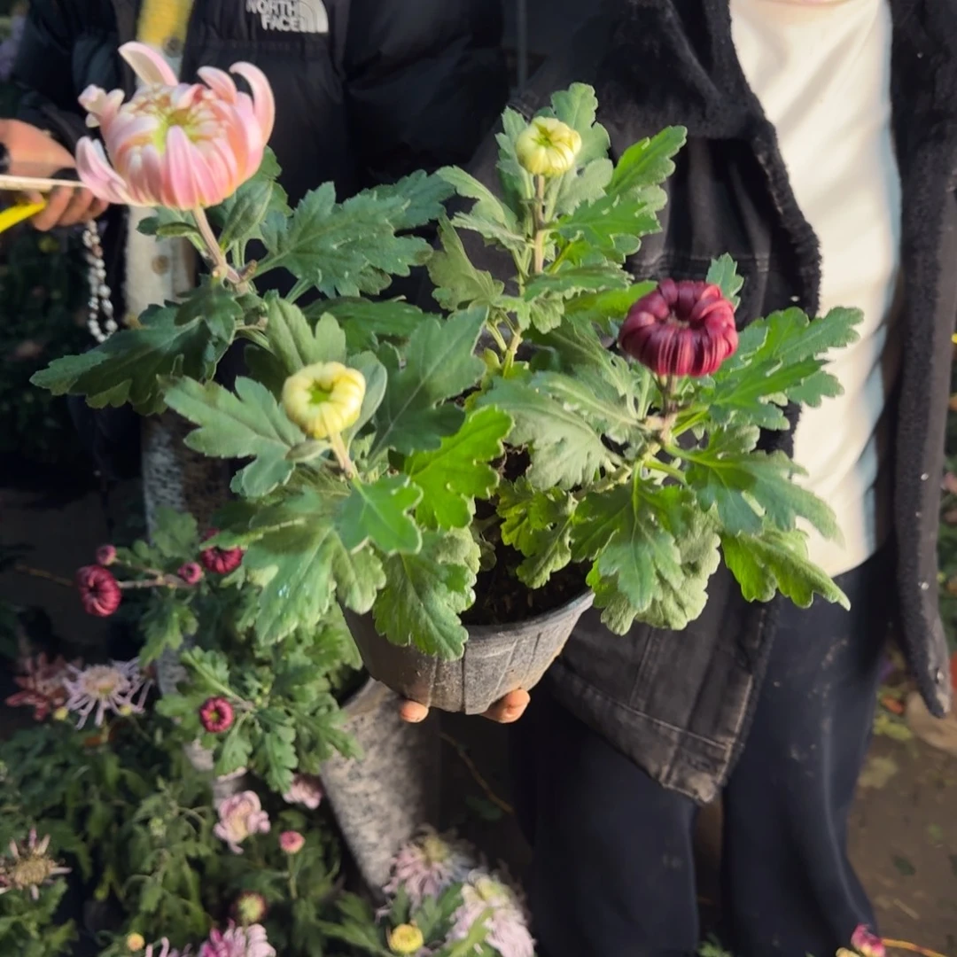 完全开放混色大菊