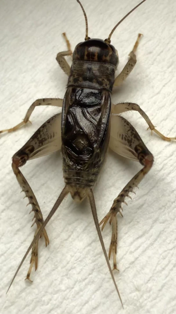 蟋蟀佳品牙型好寿命长吃口重耐疼耐斗