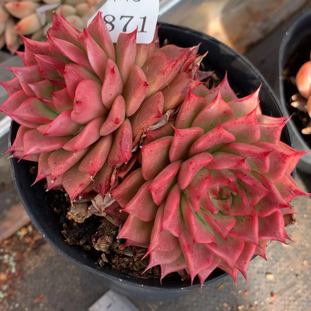 4871杂交多肉植物