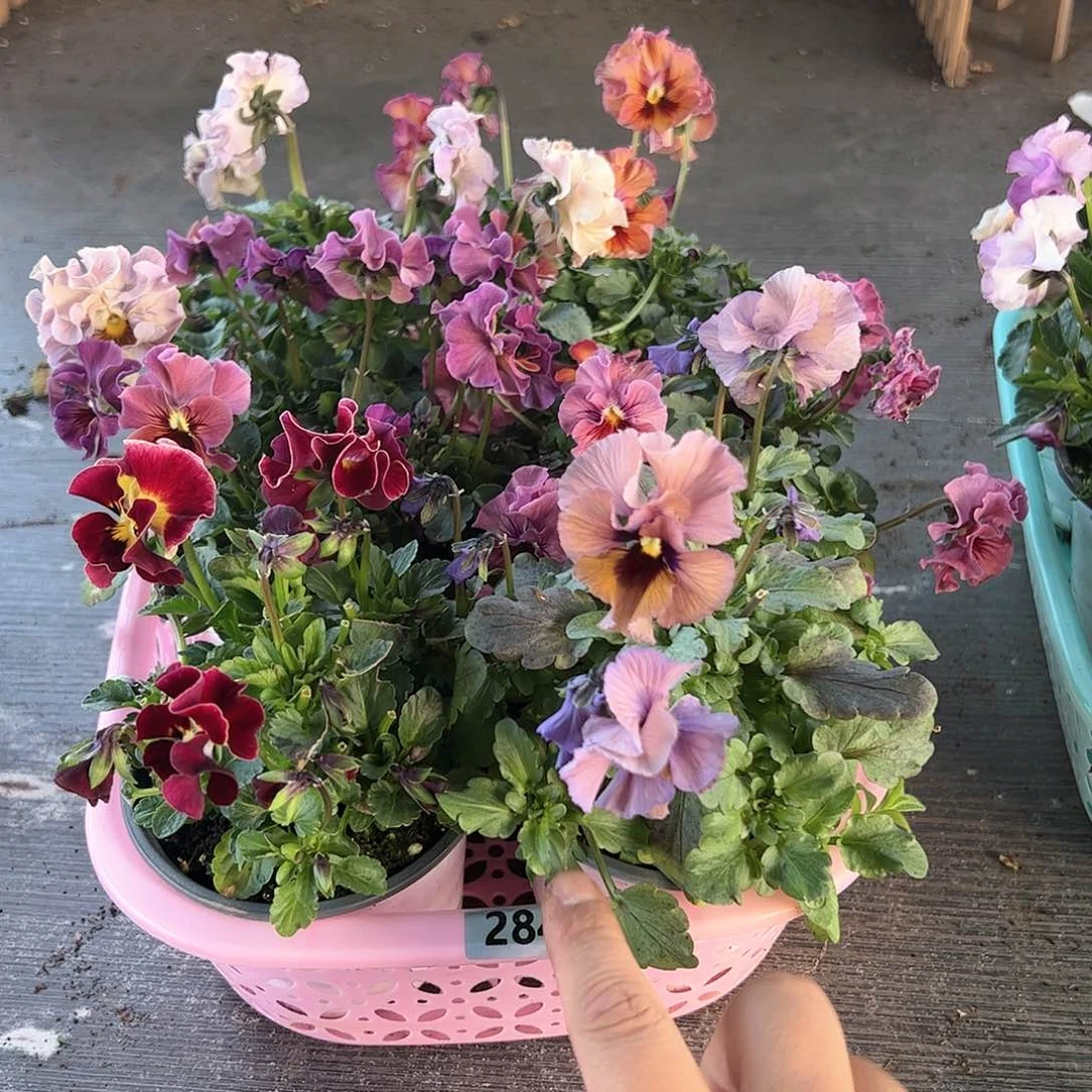 【闪购商品】284号