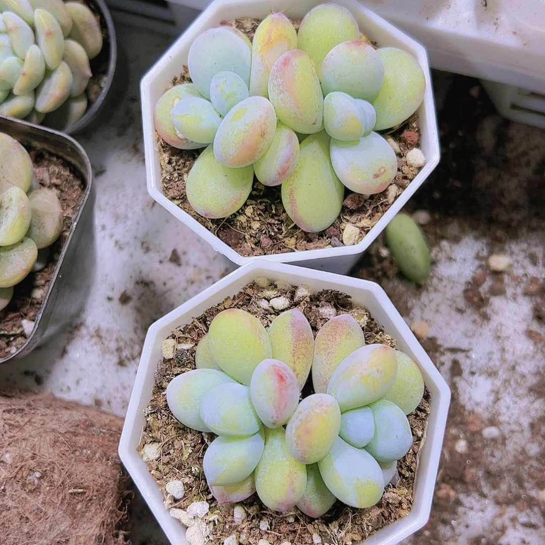 雪美人多肉19包邮