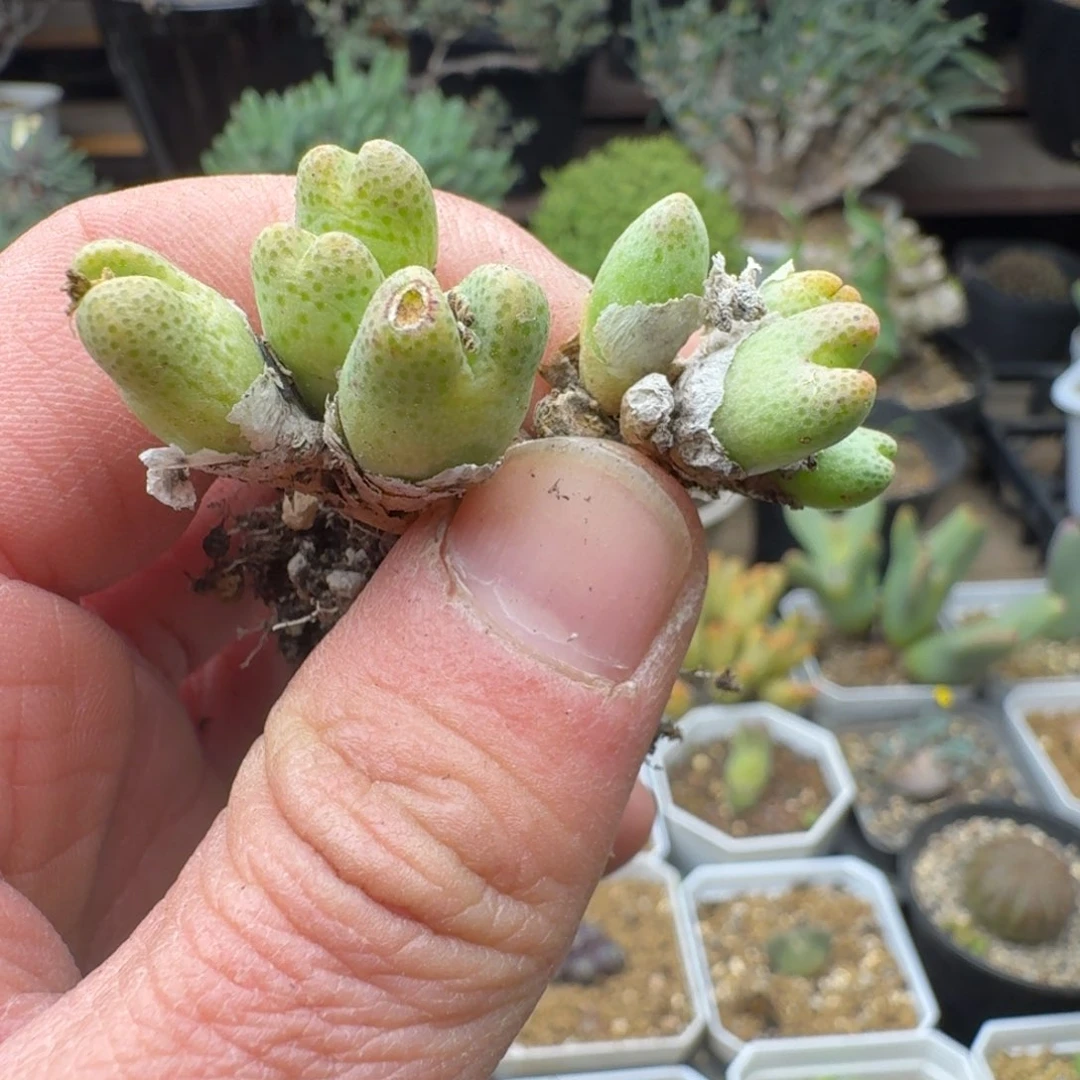 迈****）斑马多肉。