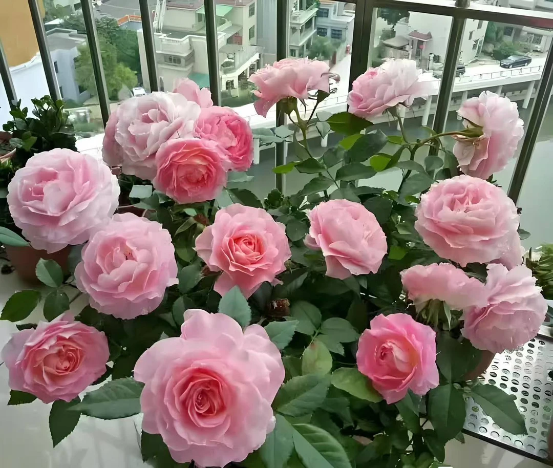 王小帅【卜丝舞裙】浓香月季新手推荐阳台庭院花卉