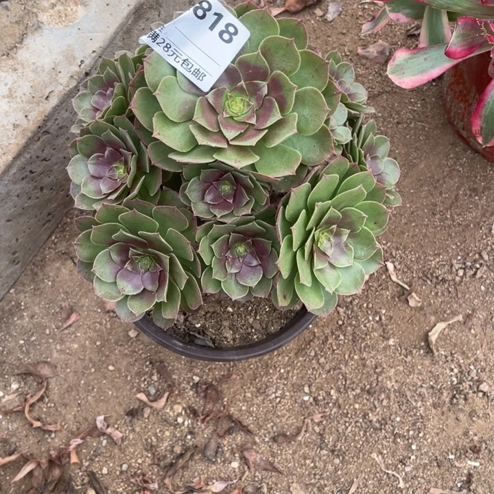 多肉红心沙拉碗法师818