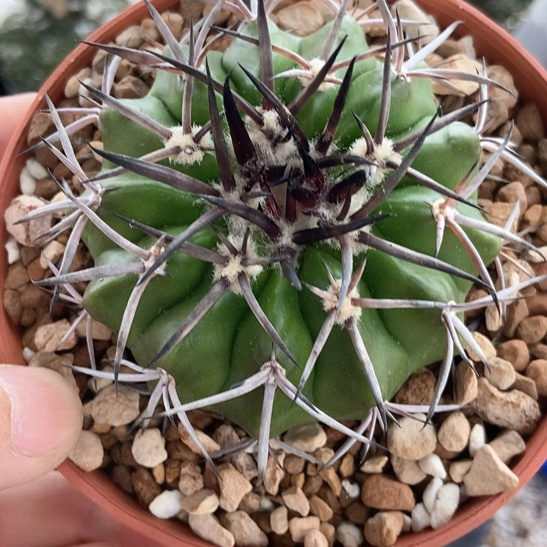 仙人球  铃木x印加 实生6cm