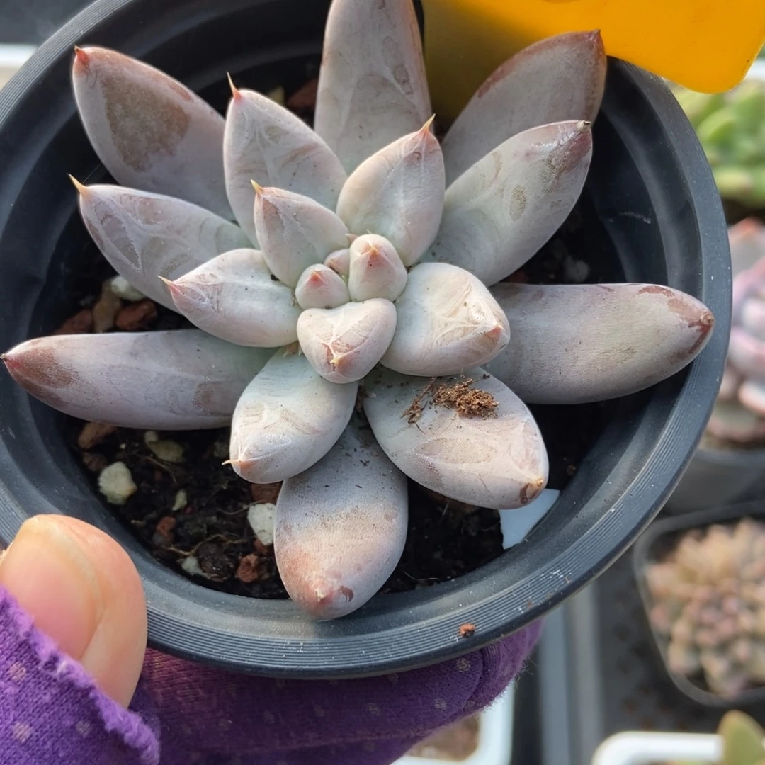 2110杜里万多肉植物