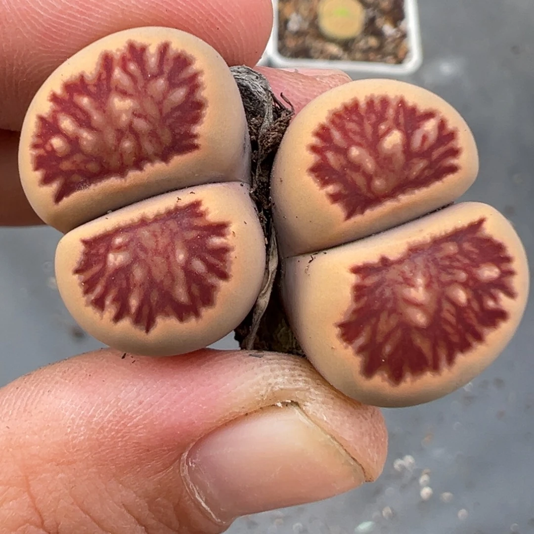 9.24好看的多肉脱土发货384