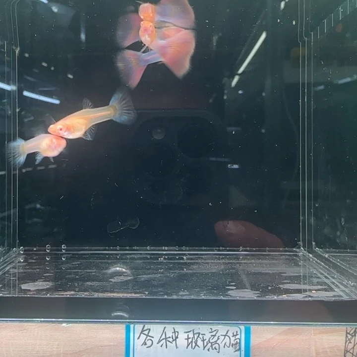 孔雀鱼5天使彩虹两对