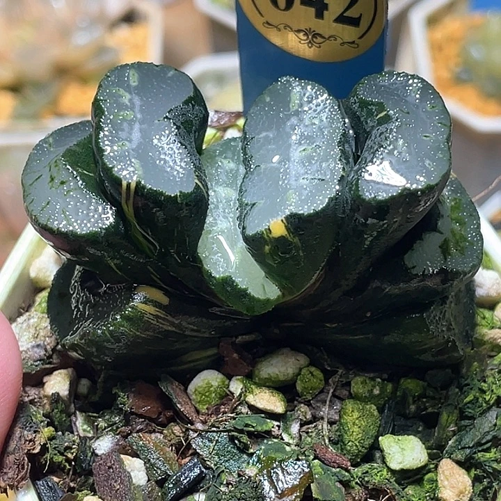 642巨大化写乐兄弟锦特选福利