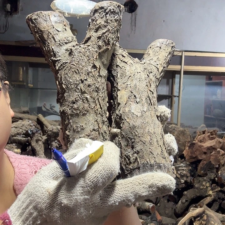 小***木香榧木火琉璃的故事是一个