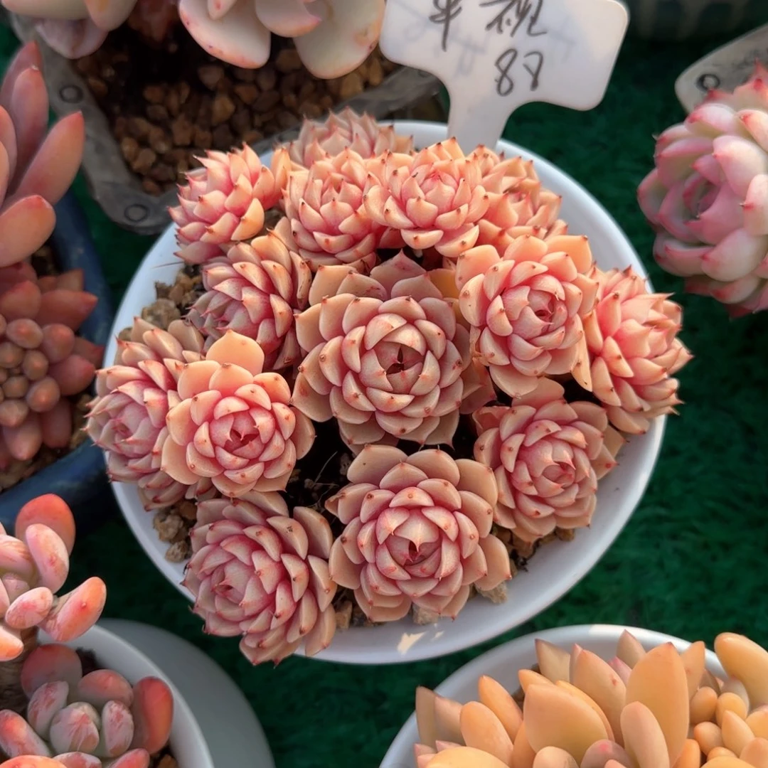 平*苯吧蒂斯，嗯，嗯，
