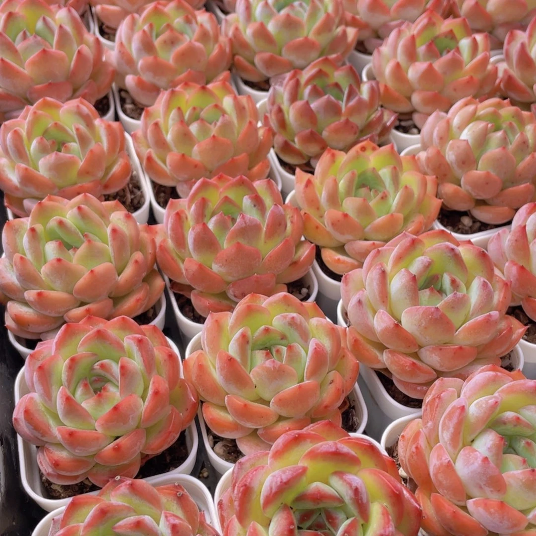 量拍8号 草莓杏仁单头一个