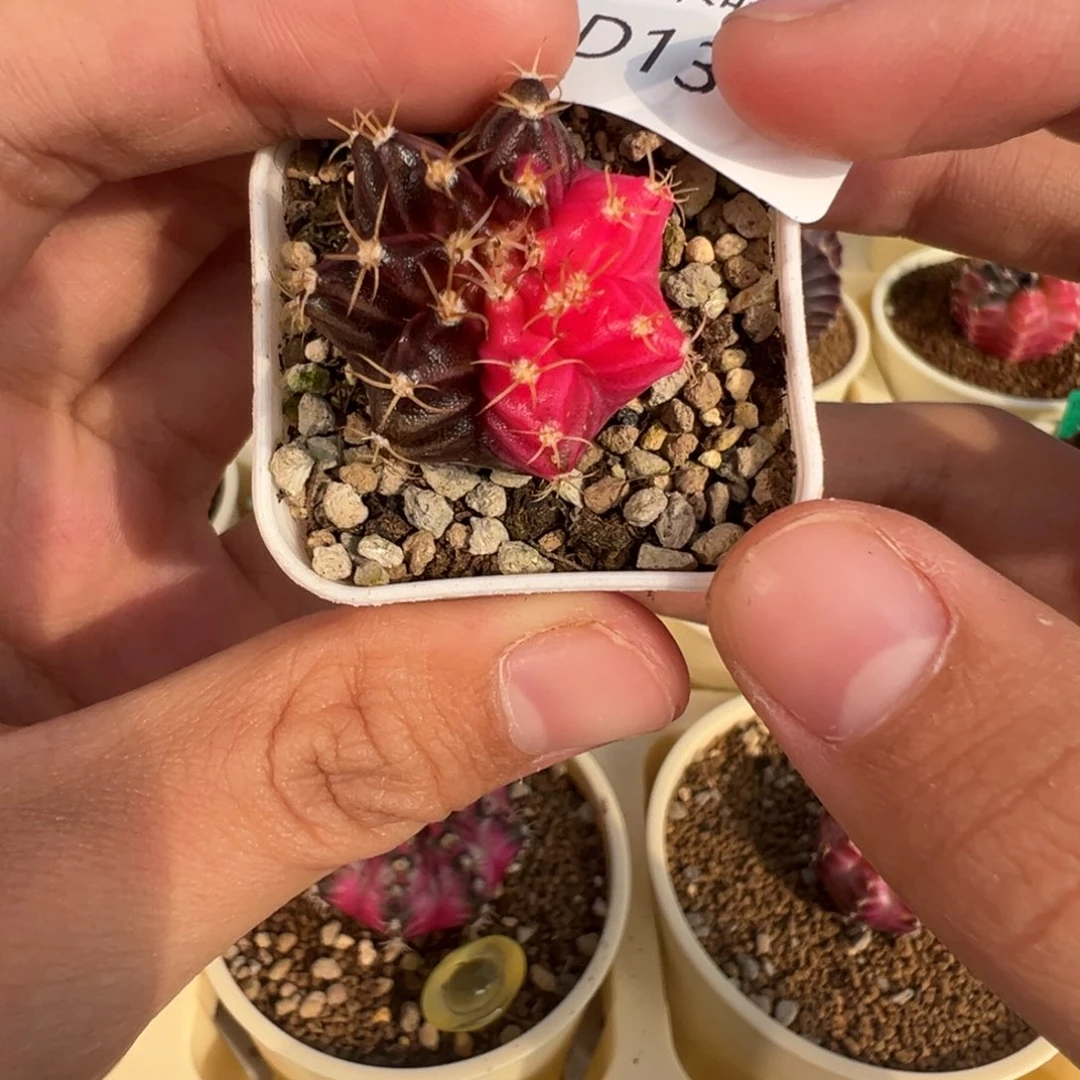 13 好看的米哈冲冲冲