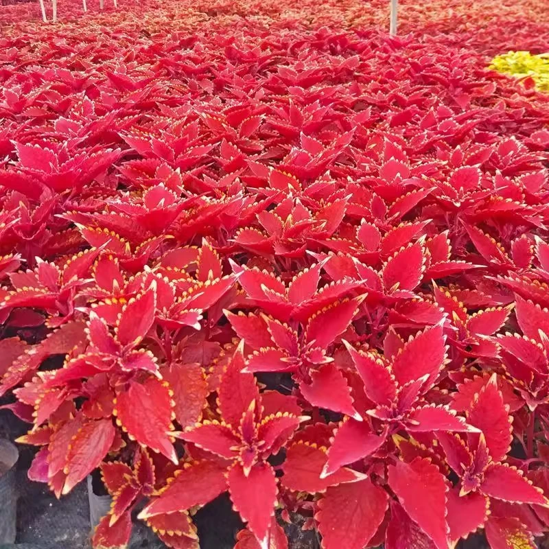 【彩叶草】盆栽室外庭院花坛好养彩色高颜值观叶花卉喜阳耐晒绿植