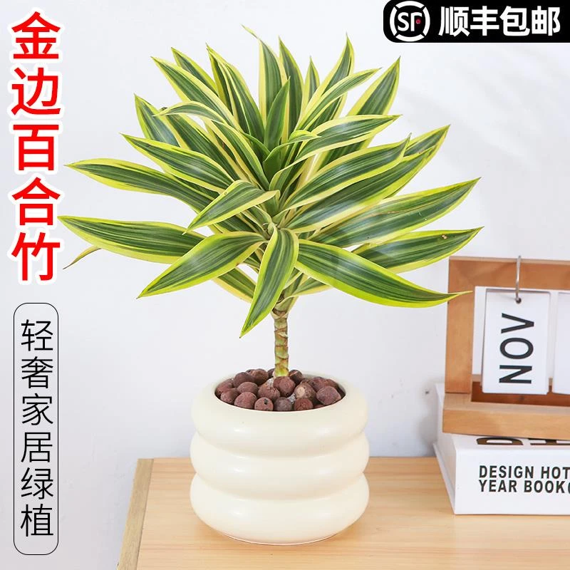 金边百合竹盆栽室内客厅桌面植物金心小盆栽老桩盆景四季好养
