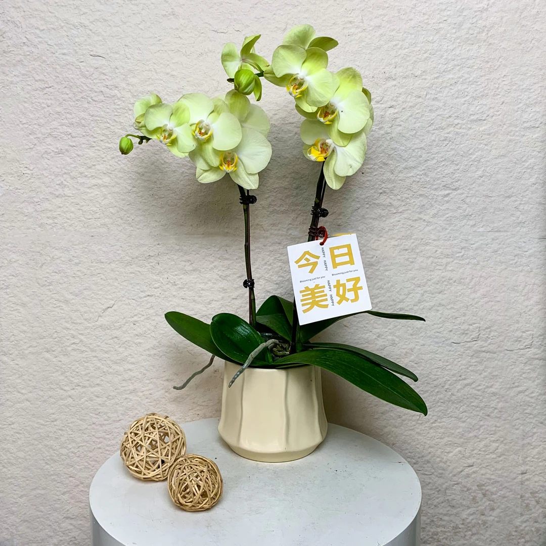 【芳美神话】鲜花蝴蝶兰 大花型 黄绿色系 轻奢高级感室内花卉