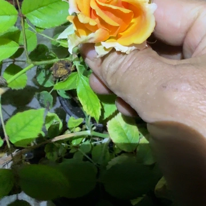 无花朵诺维扦插小苗