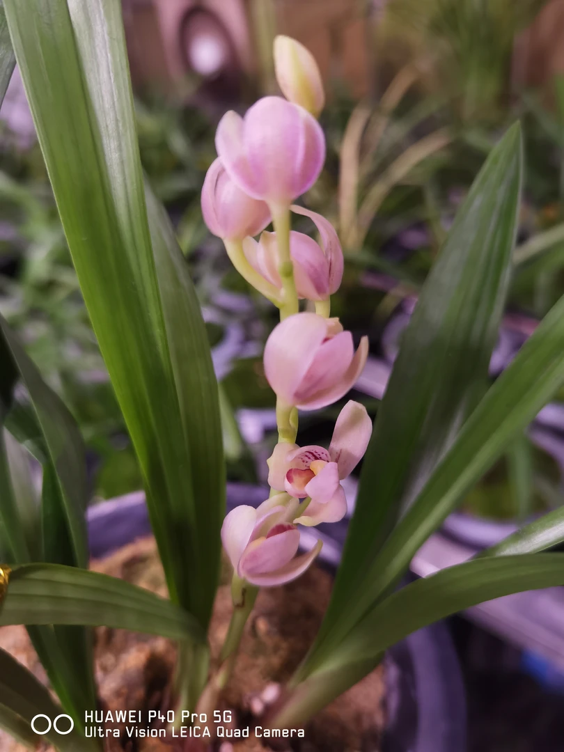 兰花，新号开播大放漏继续