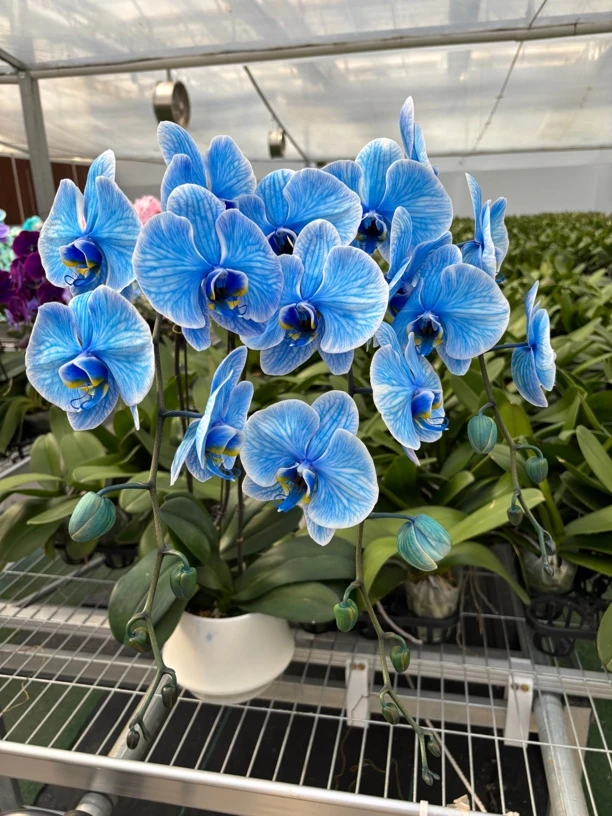 单剑午夜蓝 稀有马卡龙吸色蝴蝶兰 带花朵和花苞发货 品牌基地