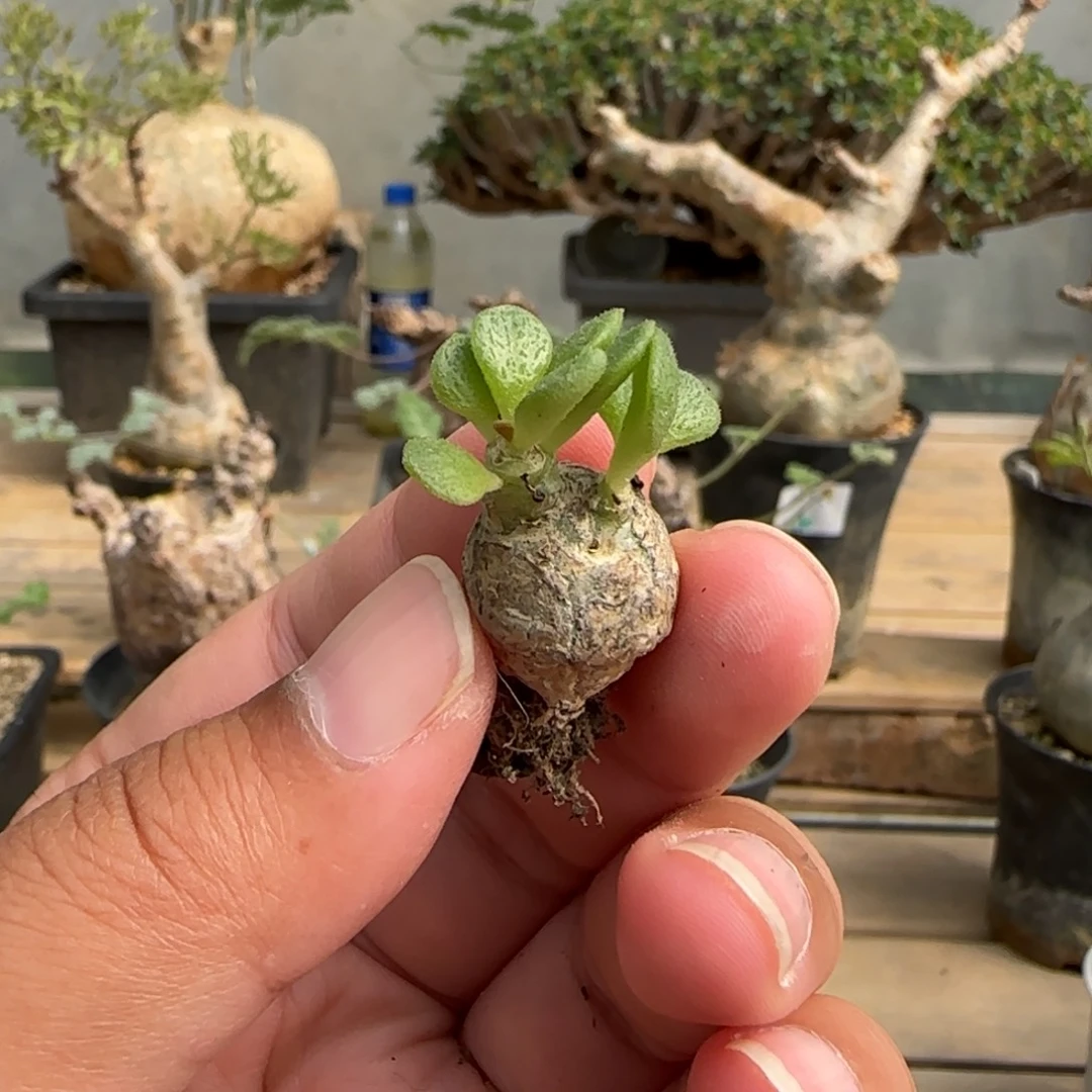 1奇峰锦属特殊叶形块根植物